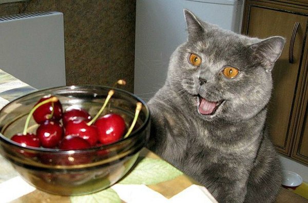 Кот и черешня