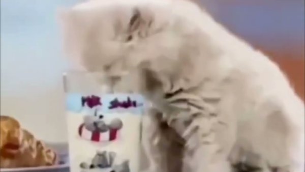 ЯРУССКИЙ котик