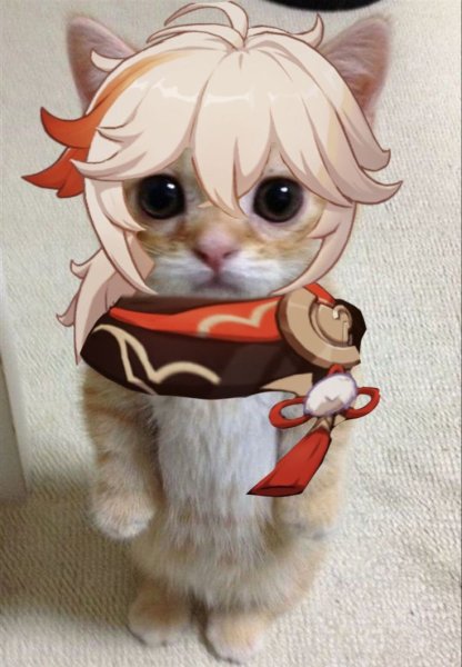 Коты из пинтереста