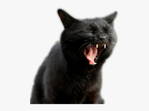 Кот смеется