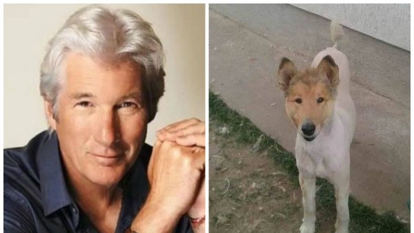 Собака Ричард Гир