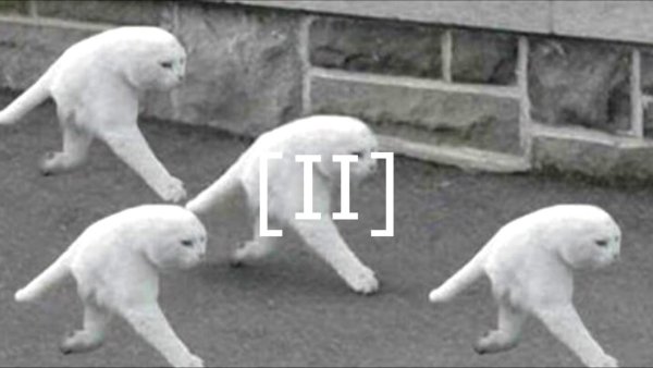 Кошак стоящий на двух ногах