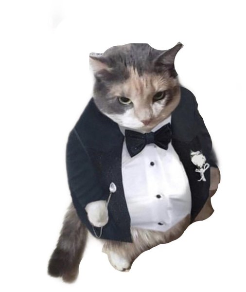 Кот в пиджаке