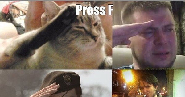 Кот отдает честь