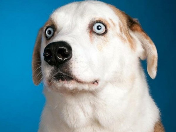 Испуганные глаза собаки