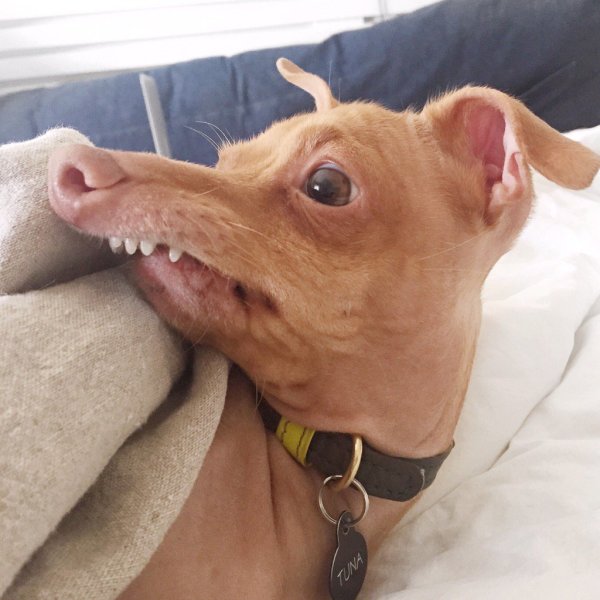 Собака с выдвинутой челюстью