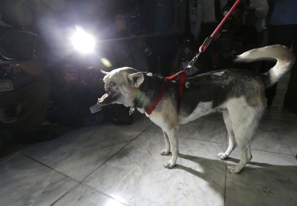 Собака без нижней челюсти