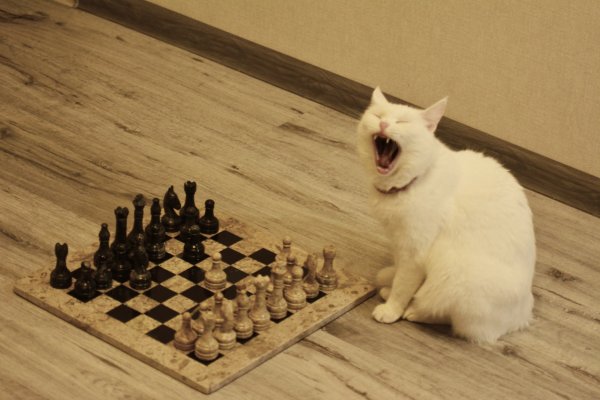 Енот играет в шахматы