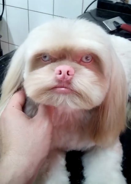 Лёха животное