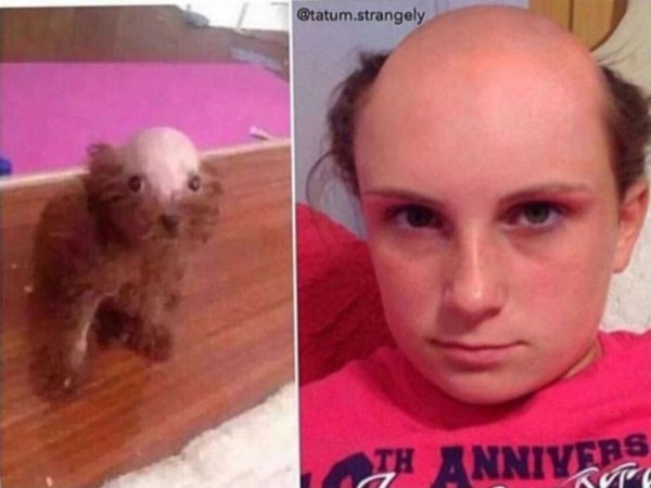 Бритая голова собаки