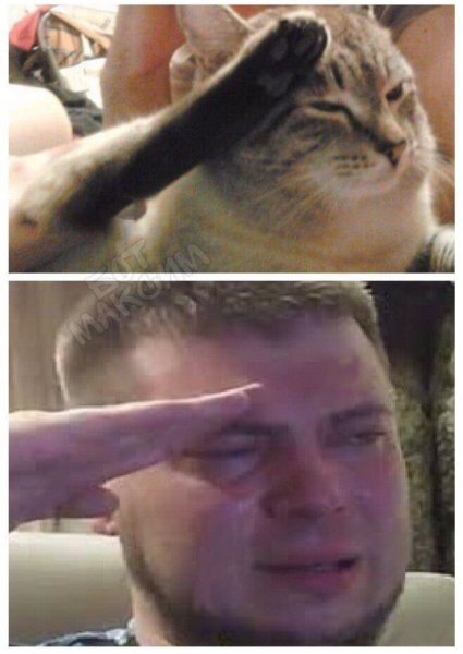 Кот отдает честь Мем