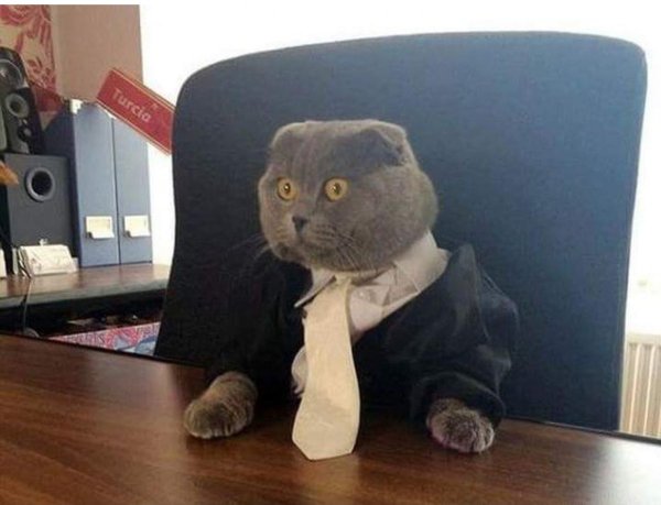 Деловой кот