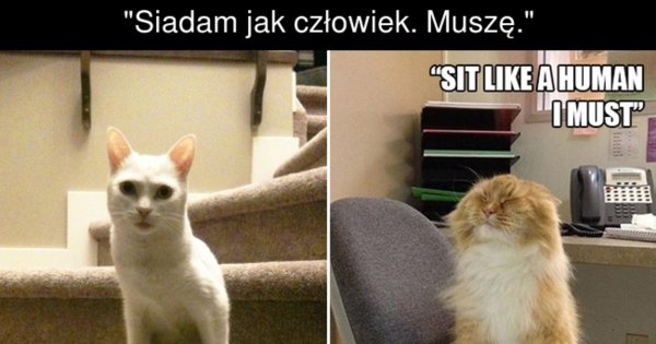 Котик сидит на стуле