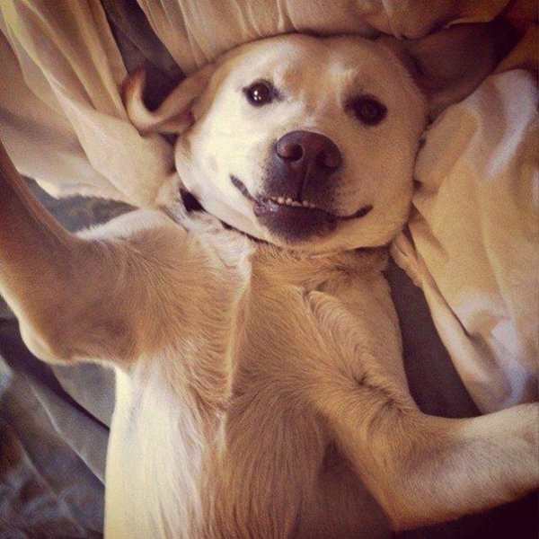 Щенок селфи