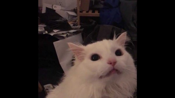 Белый кот Мем