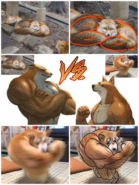 Лис с мышцами