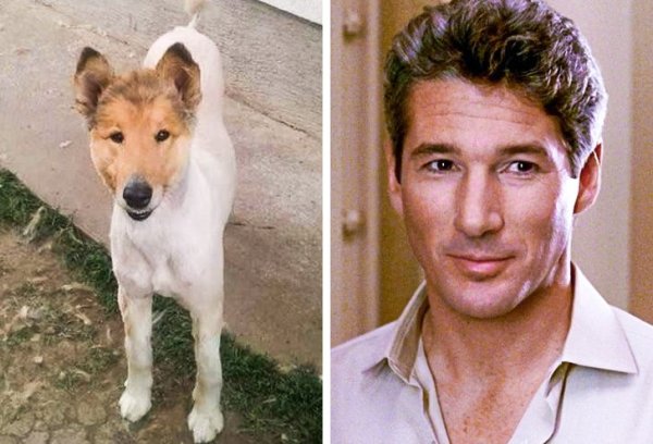 Ричард Гир и колли