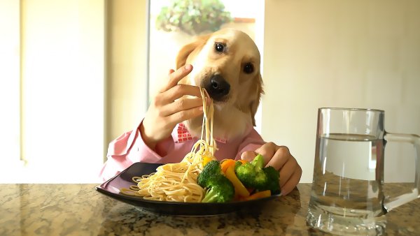 Собака кушает