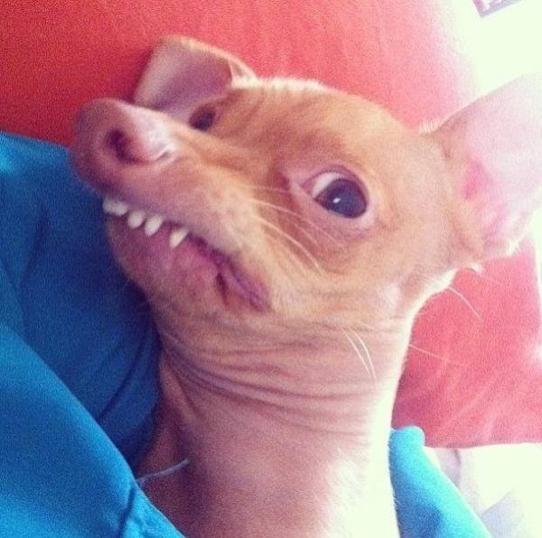 Собачка с неправильным прикусом