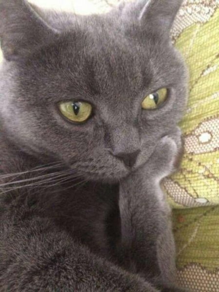 Задумчивая кошка