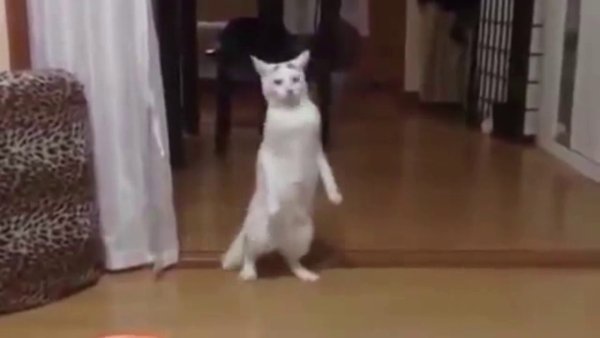 Кот на двух лапах