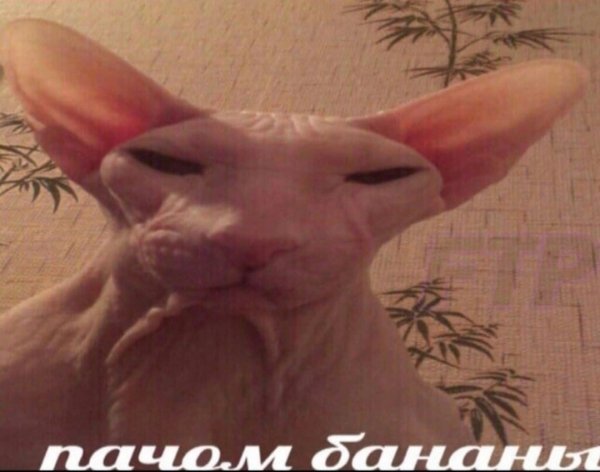 Почем бананы Мем с котом сфинкс