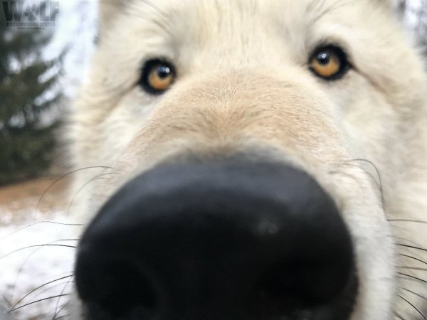 Морда волка