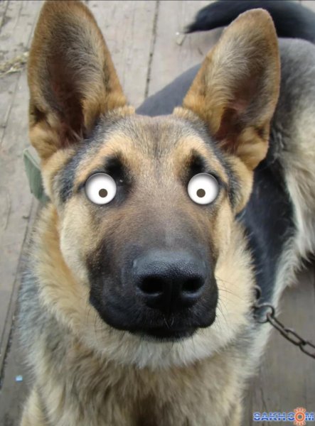 Испуганная собака