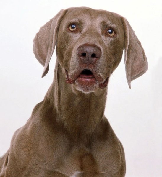 Веймаранер лабрадор