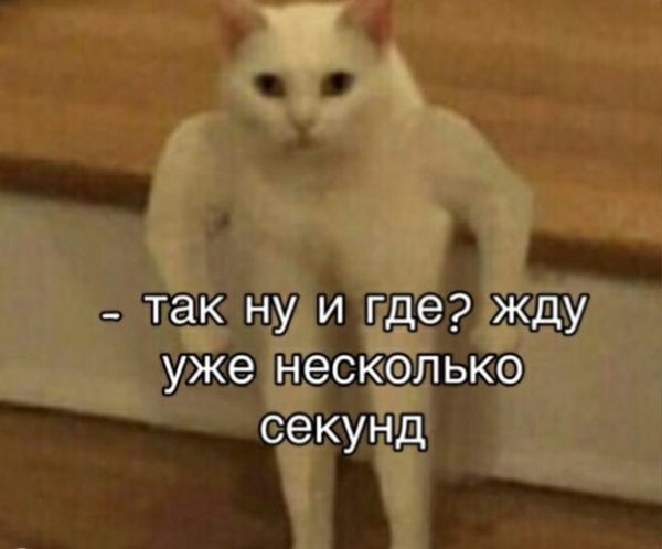 Белый кот качок