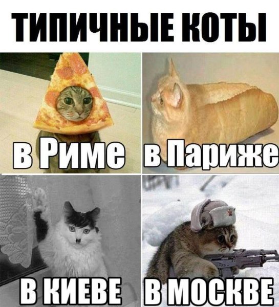 Я русский кот