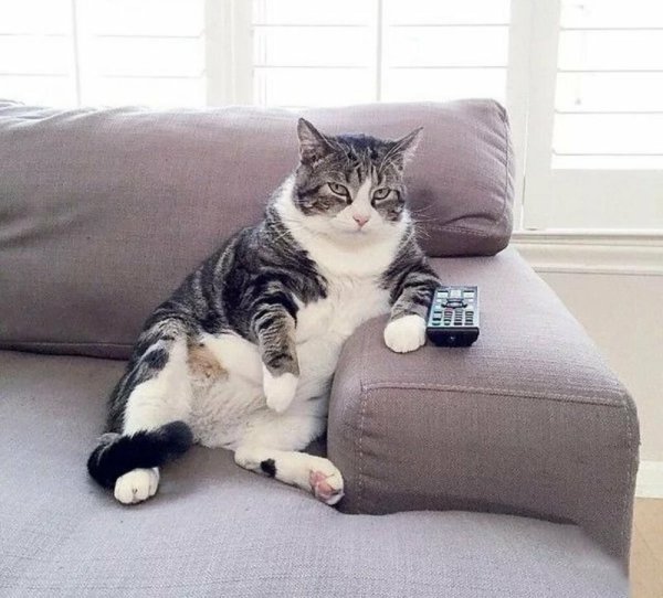 Кот сидит на диване