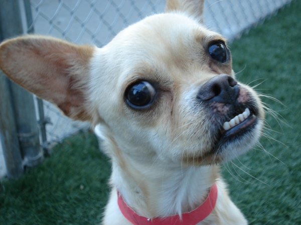 Неправильный прикус у чихуахуа