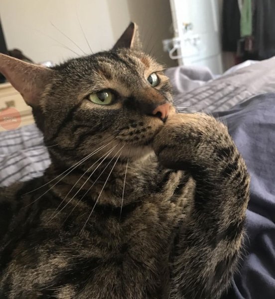 Кот задумчивый