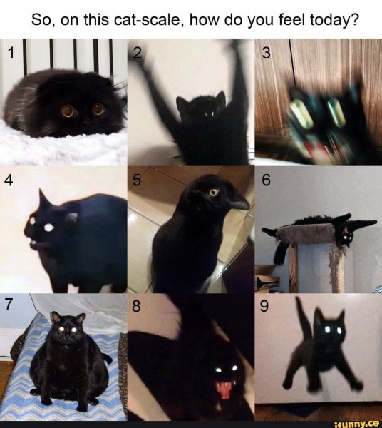 Мемы с черным котом