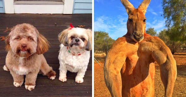 Помоги выбраться из собаки