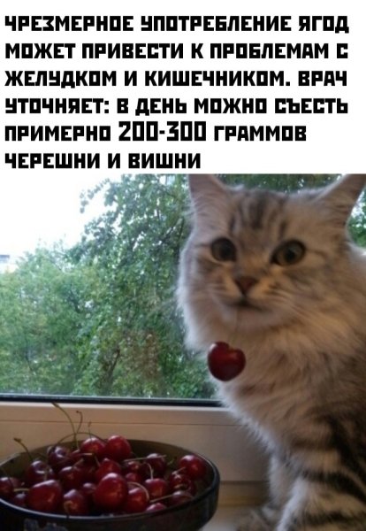 Кот и черешня