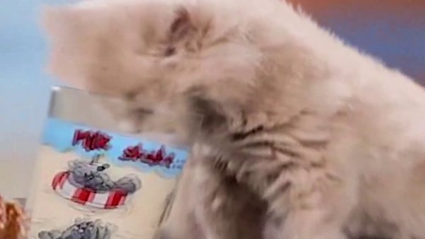 Я русский котенок меме