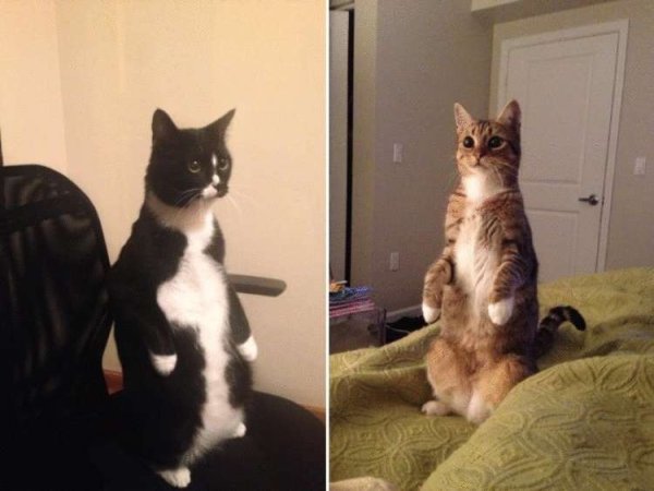 Коты стоят