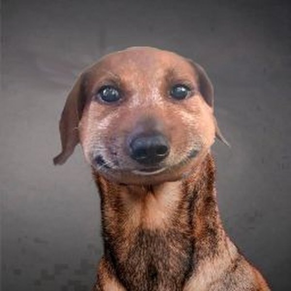 Собака Серега Мем