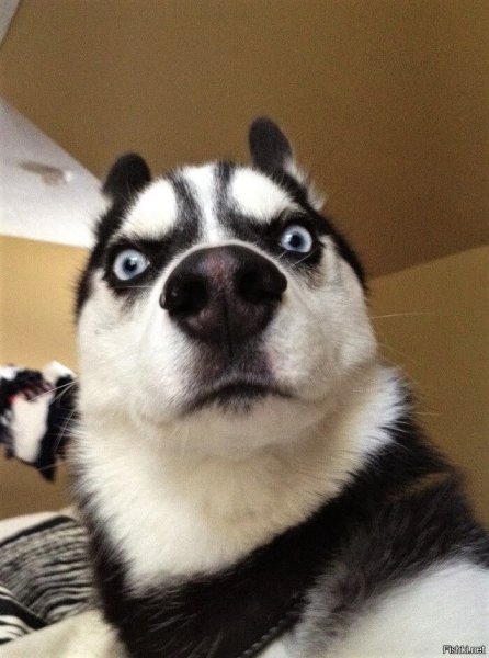 Упоротый хаски