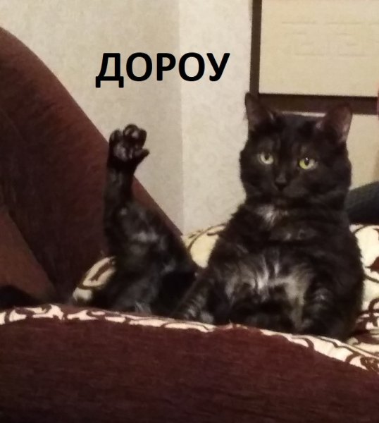 Смешной кот здоровается