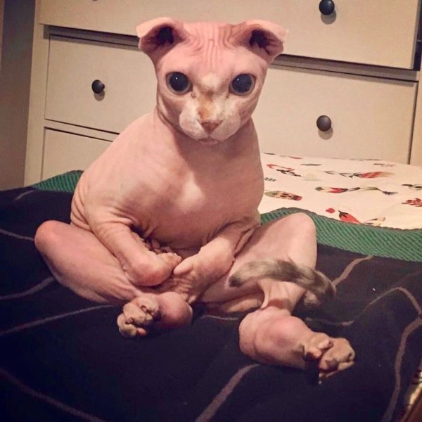 Сфинкс вислоухий порода
