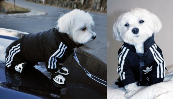 Адидас Болонки болонка