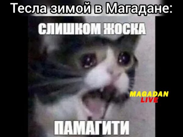 Помогите Мем кот