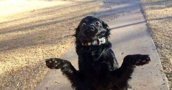 Удивленный пес