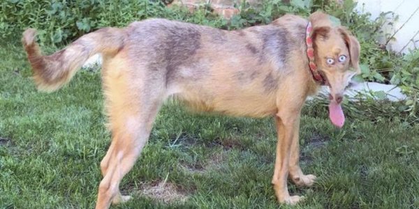 Собака без хвоста