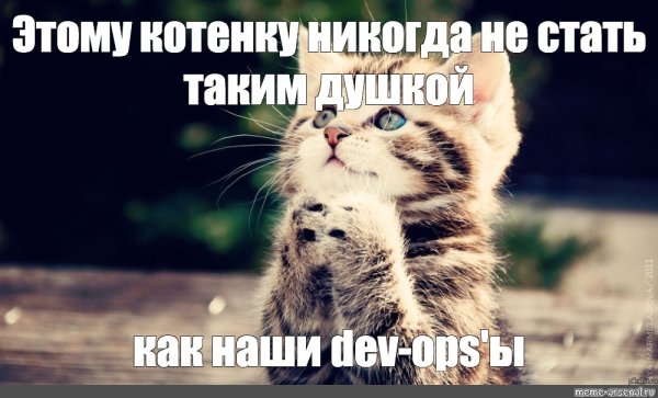 Мемы с котятами