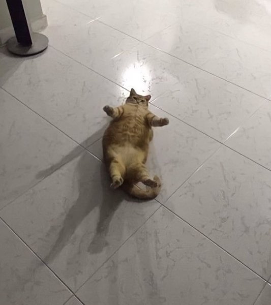 Несите черешню кот