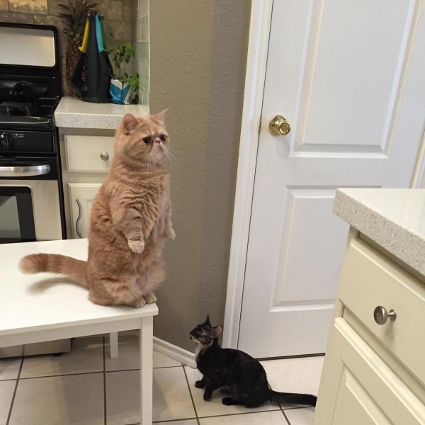 Манчкин табби